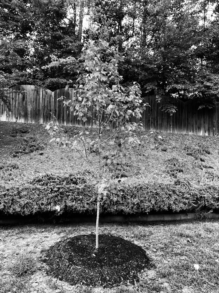 The newly planted tree in the once-bare spot of the yard